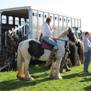 Photo of gypsy horse and rider.Picture