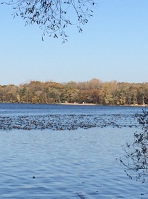 Picture of American Coots on lake.