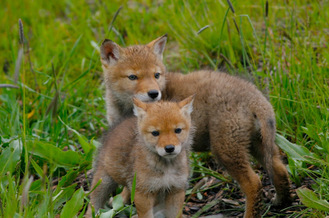 Picture of coyote pups.