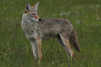 Picture of female coyote.
