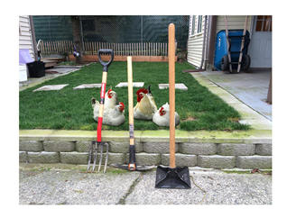 Photo of chickens and tools. 