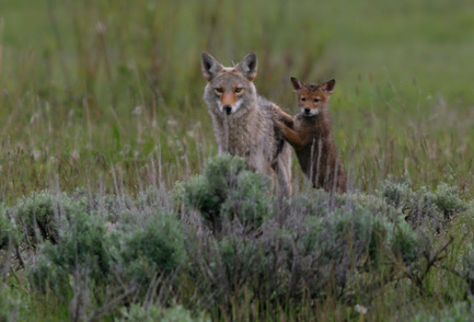 Picture of female coyote with pup.